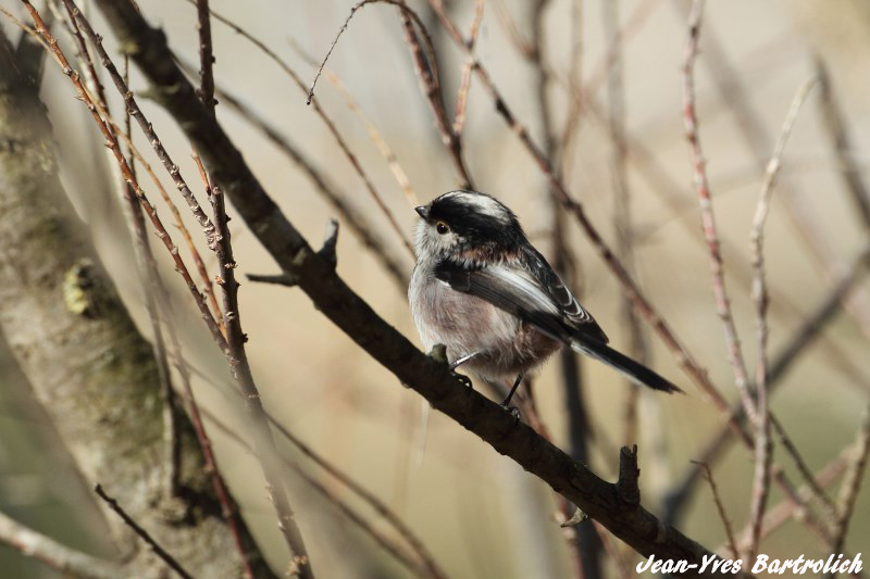Mésange à longue queue..jpg